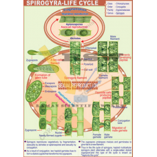 Spirogyra  Life Cycle 